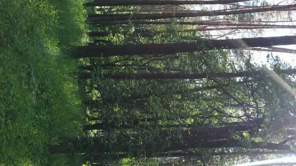 Vertical Video Aerial View Inside a Green Forest with Trees in Summer