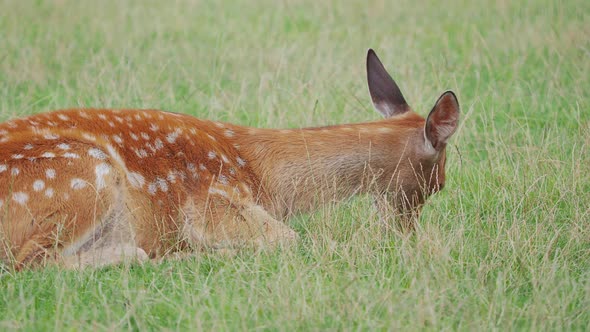 Sika Deer, Cervus Nippon Is Lying in Grass and Chewing Something. Spotted Deer or the Japanese Deer