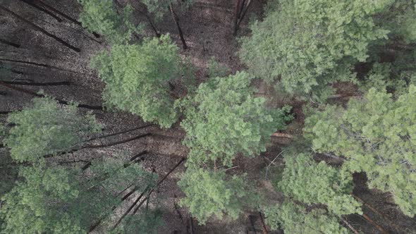 Pine Forest in the Afternoon Aerial View Slow Motion