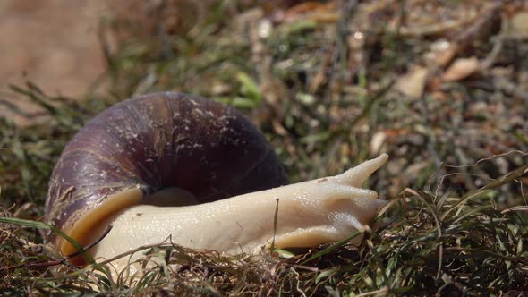 African Giant Snail Achatina on Grass