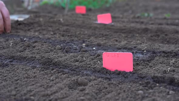 Sowing Seeds of Plants in the Ground