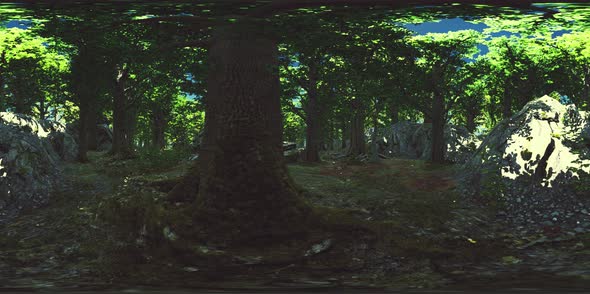 VR360 View of Morning Green Forest