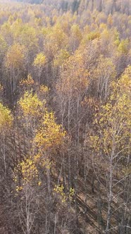 Vertical Video of a Beautiful Forest in the Afternoon Aerial View