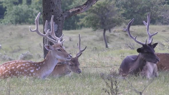 ruminant deers paying attention and watch into the camera. Steady shot