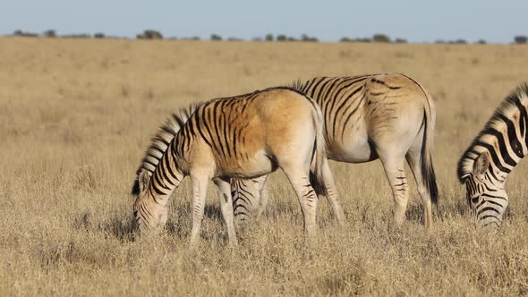 Plains Zebras Grazing In Grassland