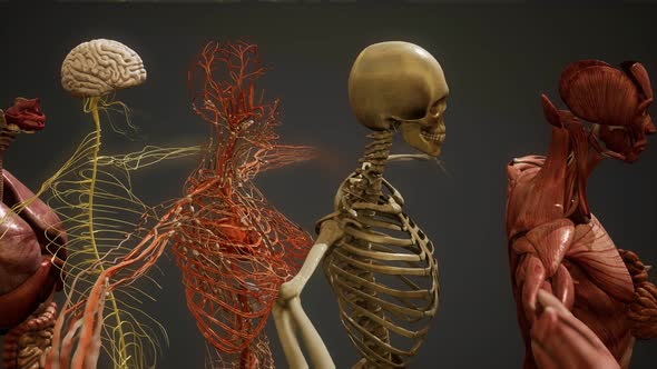 Animated 3D Human Anatomy Illustration