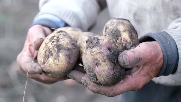 Farmer Holds a Crop of Potatoes in the Field