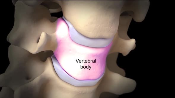 Human Spine In Details. Intervertebral Disc, Vertebral Foramen And Nerves
