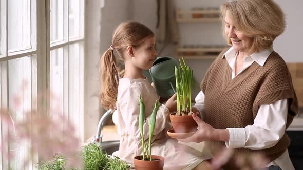 An Elderly Woman Grandmother and a Little Girl Granddaughter Take Care of and Plant Potted Plants