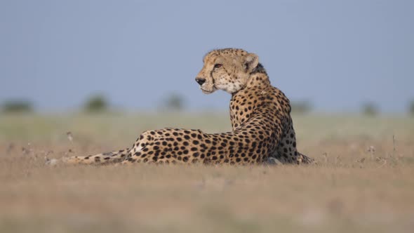 Cheetah seen from the back laying on the savanna