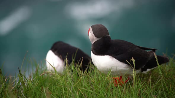 Wild Atlantic Puffin Seabird in the Auk Family in Iceland