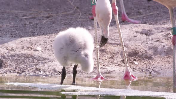 Flamingo chick wading in pool of water