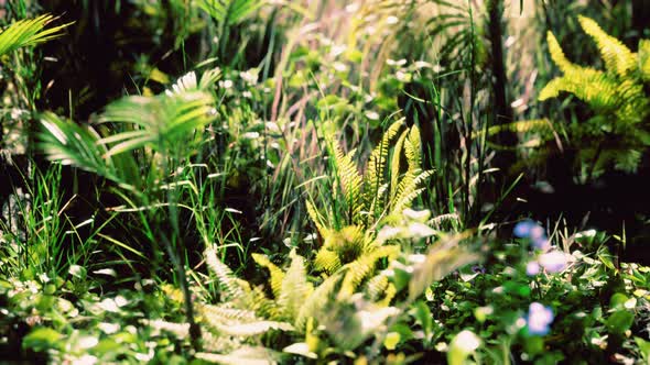 Close Up Jungle Grass and Plants alt
