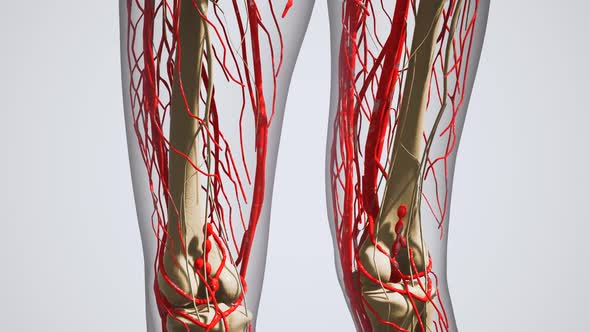 Science Anatomy of Human Blood Vessels alt