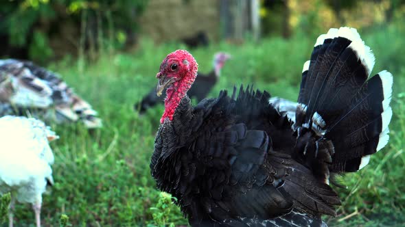 Footage of beautiful turkey gobbler male in farm garden.