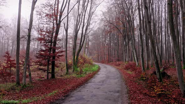 Asphalt road through autumn foggy forest, aerial view