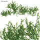 Ficus pumila – Creeping Fig – Climbing fig - 3DOcean Item for Sale