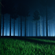 Fog Forest Backgrounds 4k - VideoHive Item for Sale