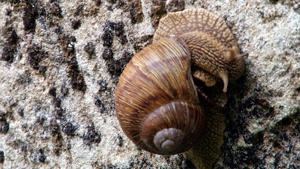 Big Snail on Rock