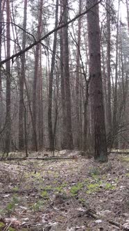 Vertical Video of the Pine Forest in the Afternoon