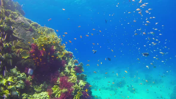 Tropical Fish on Vibrant Coral Reef