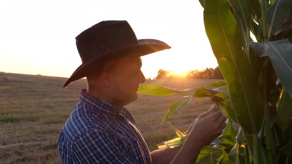 A Farmer Inspects the Corn Crop with a Smartphone