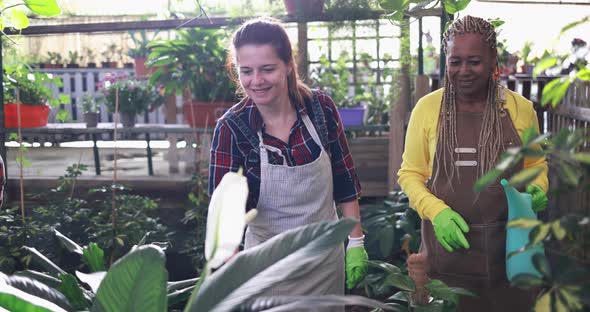 Women working inside greenhouse garden - Nursery and spring concept