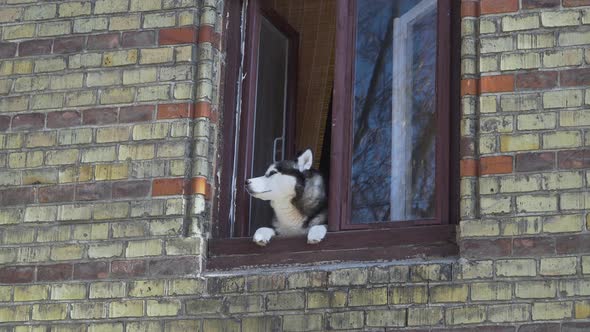 Dog Peeks Out the Window