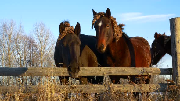 Wild Brown Horses Eating Hay in Late Evening Autumn Light at the Fence