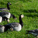 Barnacle Geese - AudioJungle Item for Sale