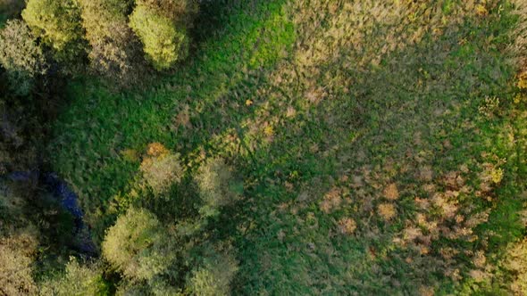 Forest seen from above. Beautiful, colorful woods in autumn.