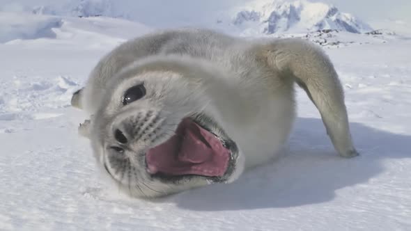 Cute Antarctic Weddell Seal Baby Muzzle Front View
