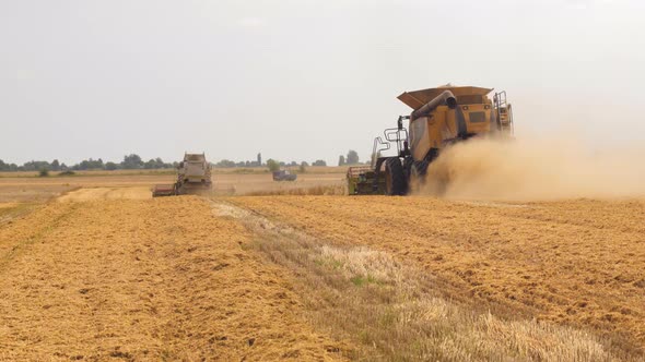 Wheat Harvesting on Field in Summer Season