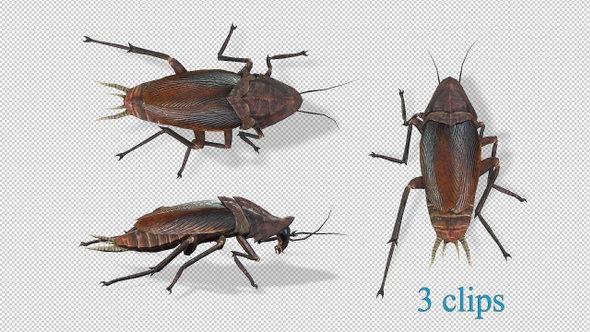 Cockroach Walk Pack