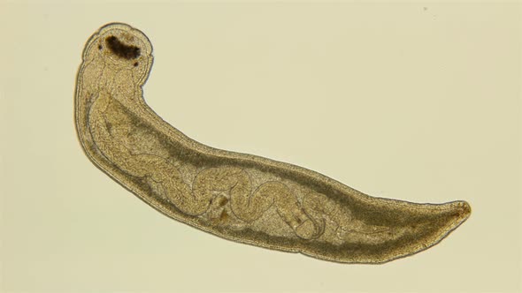  Sea worm Tetrastemma coronatum, of the Tetrastemmatidae family, under the microscope