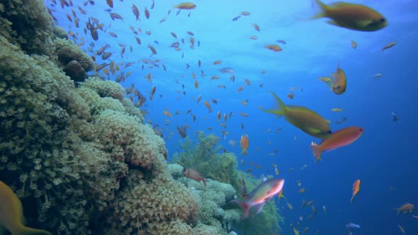 Beautiful Underwater Colorful Life