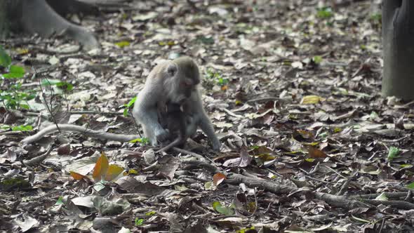 Monkeys in the Forest in Bali