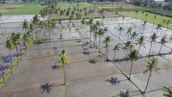 Aerial view of morning in rice field Indonesia