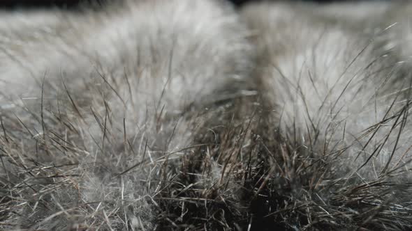 Gray Fur Natural in Macro