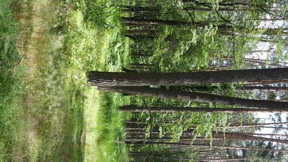 Vertical Video Aerial View Inside a Green Forest with Trees in Summer