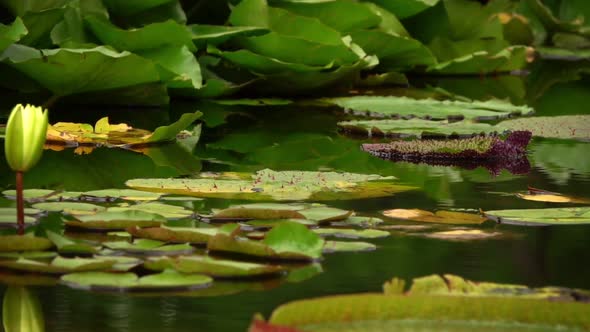 Lotus Flowers On Lake Water