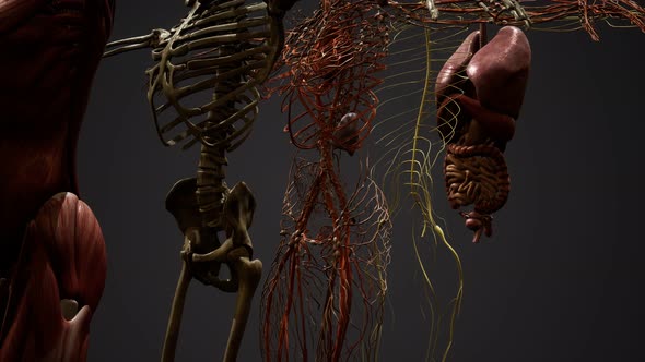 3D Human Anatomy Illustration