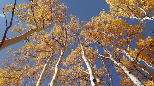 Looking up to the sky through aspen trees during Fall