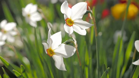 Narcissus poeticus flowers in pair slow moving on the wind 4K 2160p UltraHD footage - Beautiful Narc