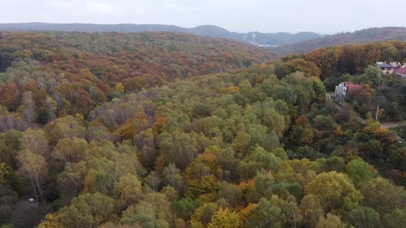 Drone Flying Over the Forest 2