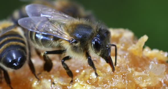 European Honey Bee, apis mellifera, black Bee Licking Honey, Hive in Normandy, Real Time 4K