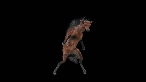 65 Horse Dancing HD