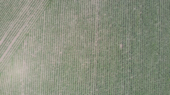 Green corn field from bird's eye view. Crops field overhead view