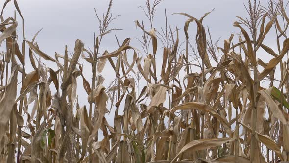 spooky video of dry corn in the field.