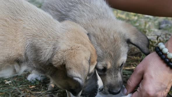 the Female Hand of a Volunteer Animal Rights Activist Pours Water and Gives Water to Small Homeless